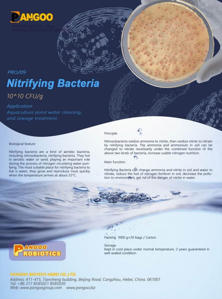 pro-09-nitrifying-bacteria-pangoo