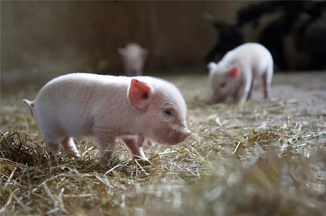 Probiotics in Pigs