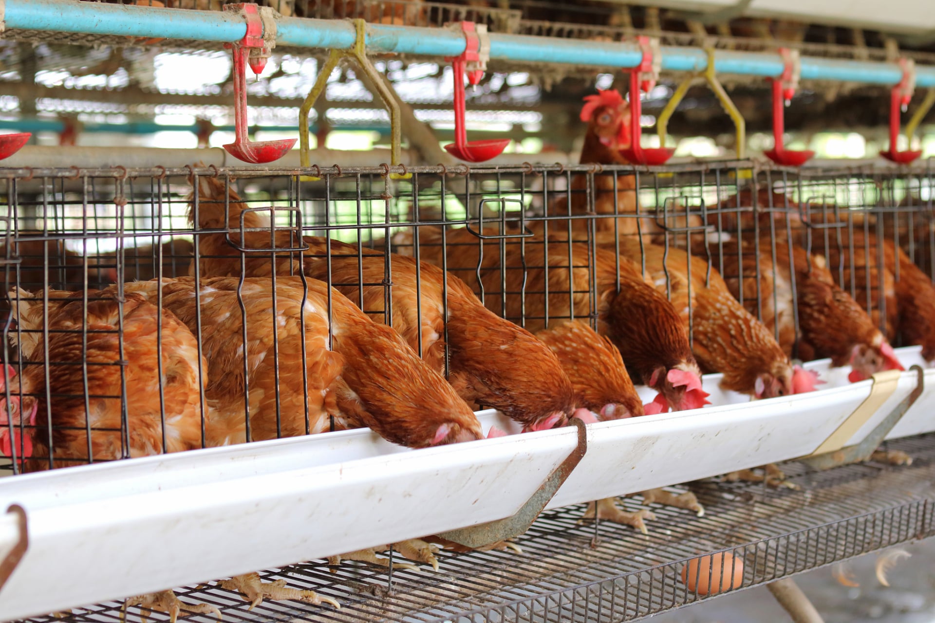 Poultry feed probiotic application route for animal nutrition