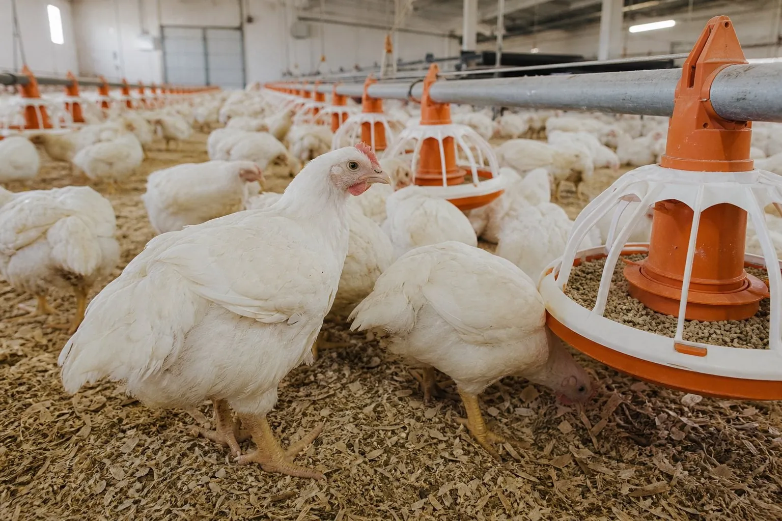 Broiler chickens in a poultry house: probiotics for animal feed